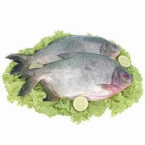 Peixe Pacu Inteiro Kg